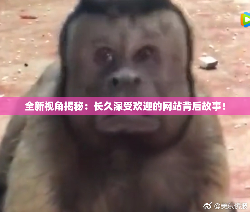 全新视角揭秘：长久深受欢迎的网站背后故事！