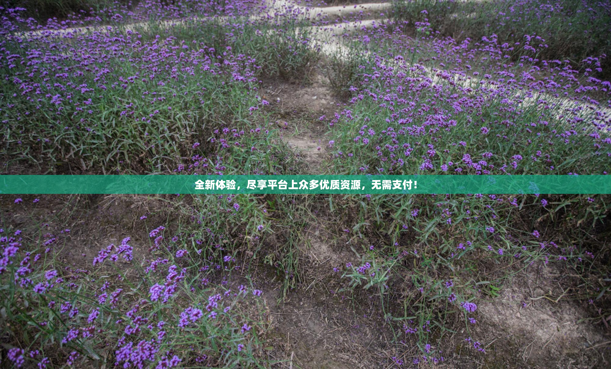 全新体验，尽享平台上众多优质资源，无需支付！
