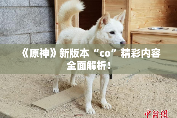 《原神》新版本“co”精彩内容全面解析！