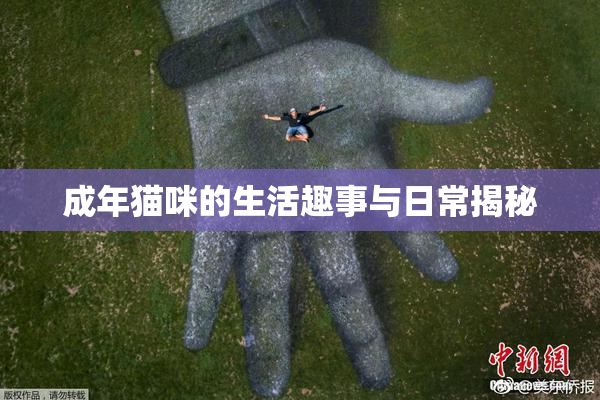 成年猫咪的生活趣事与日常揭秘