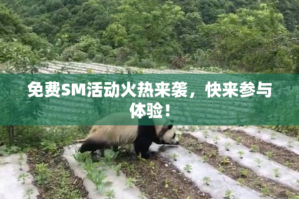 免费SM活动火热来袭，快来参与体验！