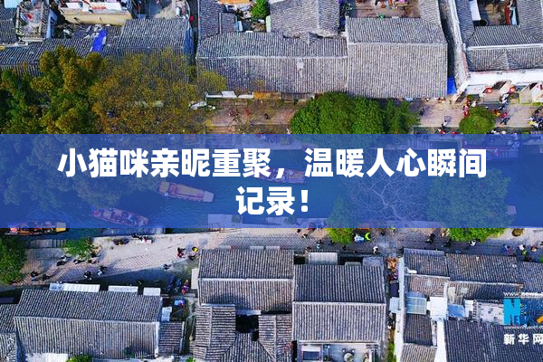 小猫咪亲昵重聚，温暖人心瞬间记录！