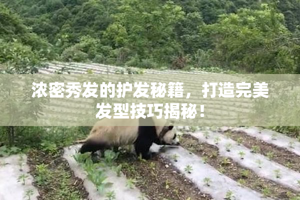 浓密秀发的护发秘籍，打造完美发型技巧揭秘！