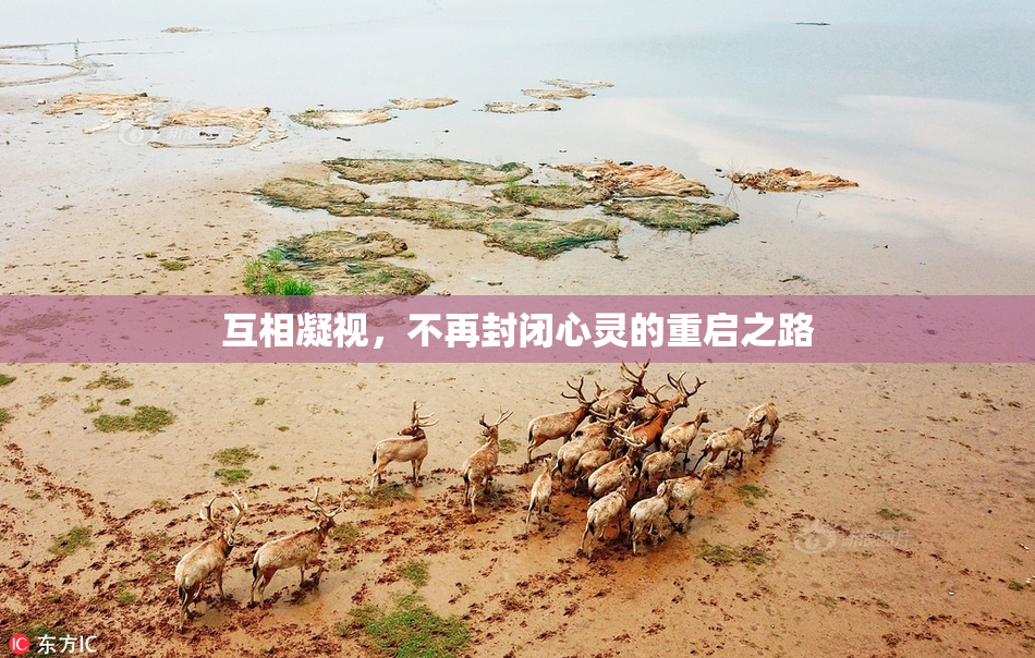 互相凝视，不再封闭心灵的重启之路