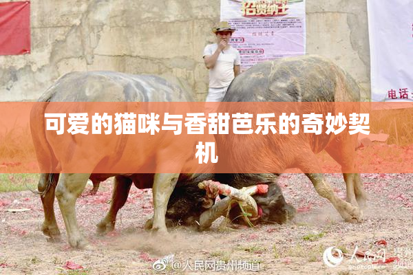 可爱的猫咪与香甜芭乐的奇妙契机