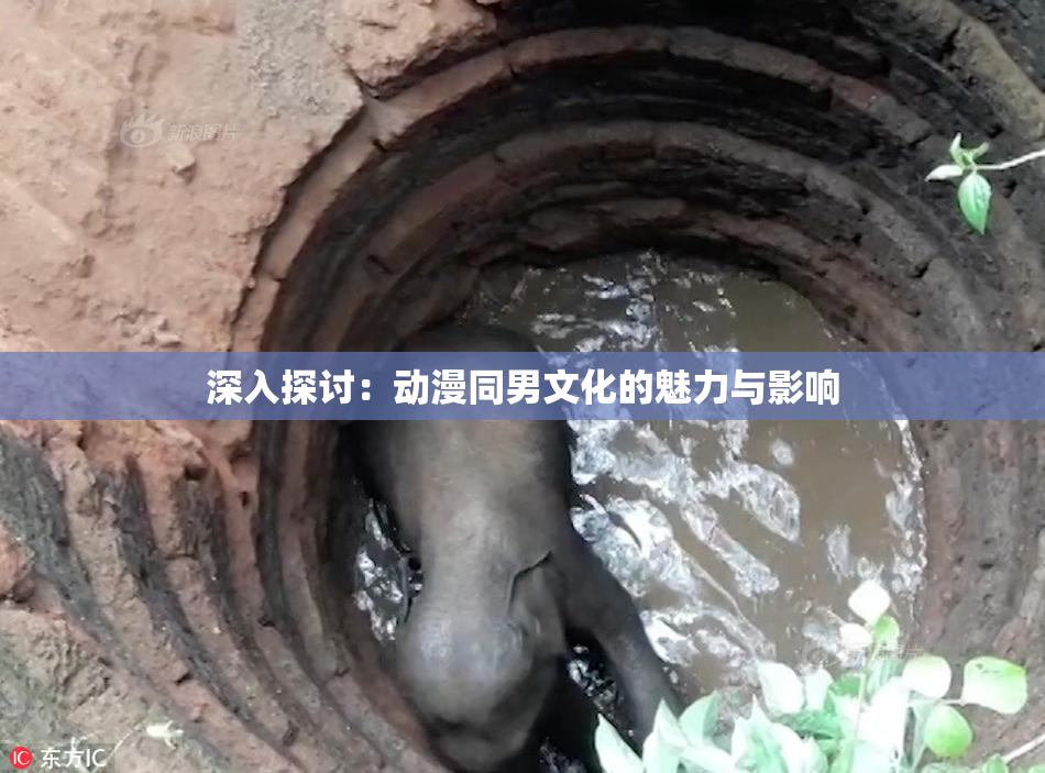 深入探讨：动漫同男文化的魅力与影响