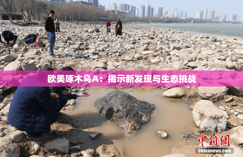 欧美啄木乌A：揭示新发现与生态挑战
