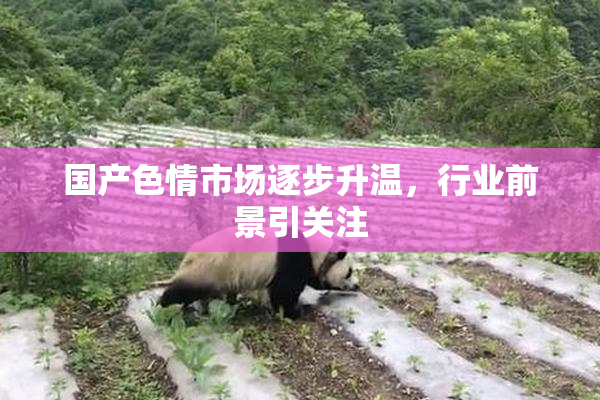 国产色情市场逐步升温，行业前景引关注