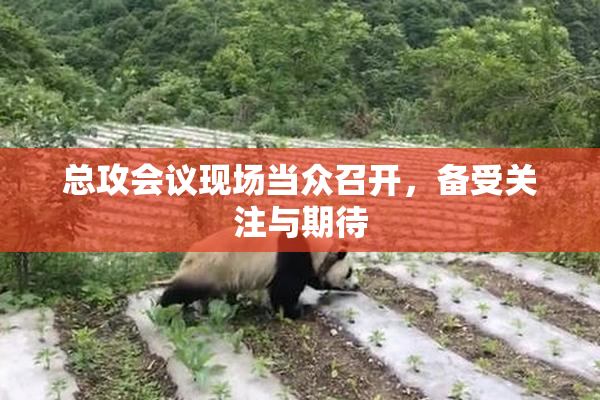 总攻会议现场当众召开，备受关注与期待