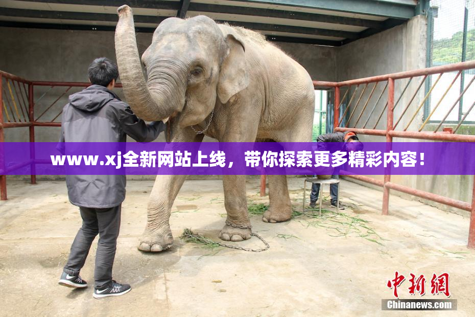 www.xj全新网站上线，带你探索更多精彩内容！