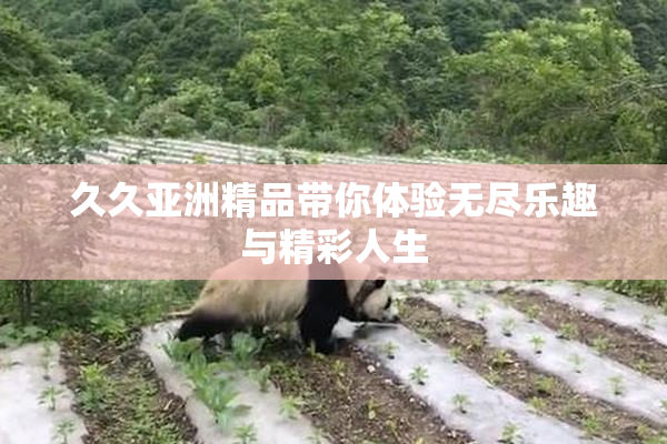 久久亚洲精品带你体验无尽乐趣与精彩人生