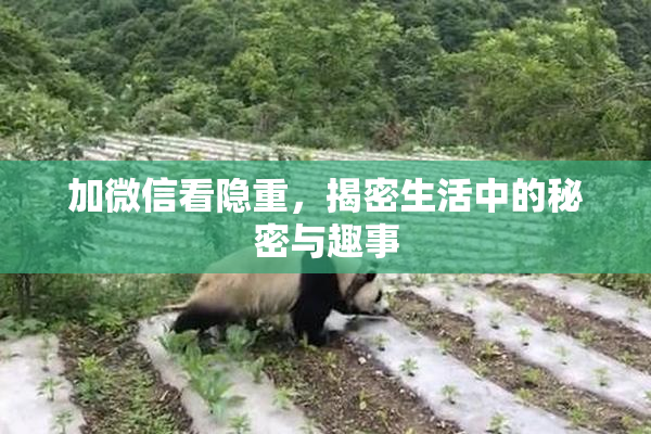 加微信看隐重，揭密生活中的秘密与趣事