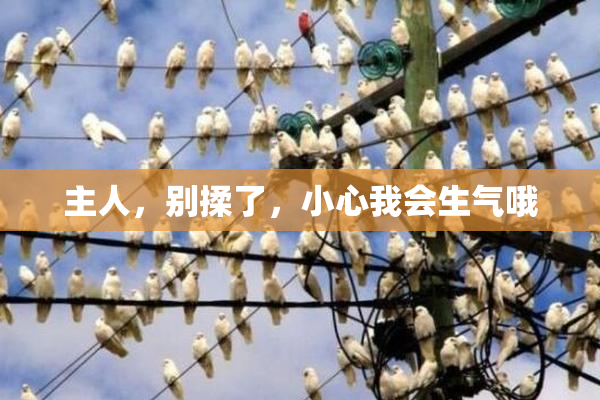 主人，别揉了，小心我会生气哦