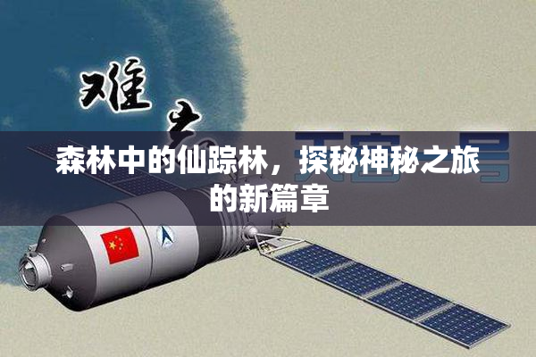 森林中的仙踪林，探秘神秘之旅的新篇章