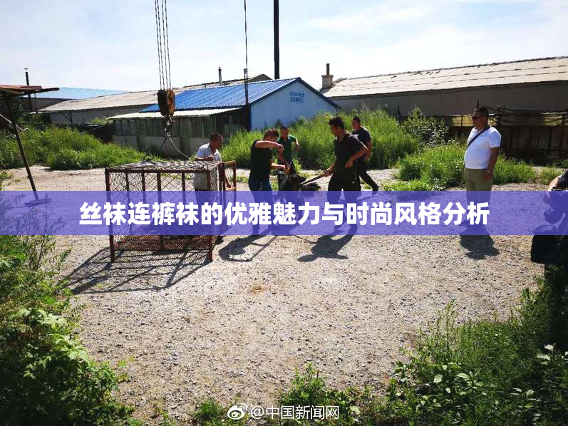 丝袜连裤袜的优雅魅力与时尚风格分析