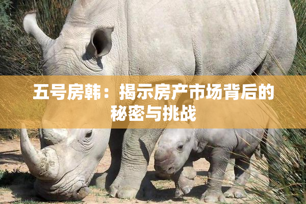 五号房韩：揭示房产市场背后的秘密与挑战