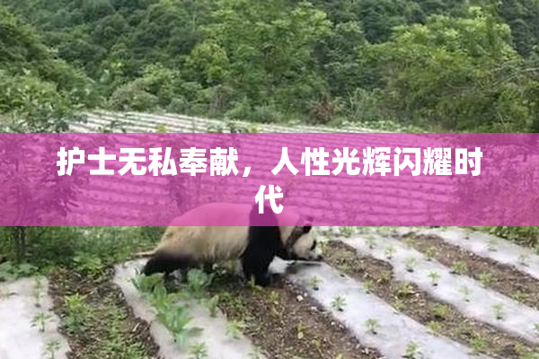 护士无私奉献，人性光辉闪耀时代
