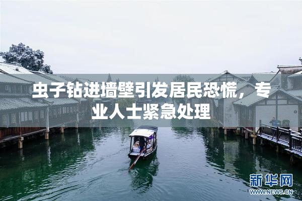 虫子钻进墙壁引发居民恐慌，专业人士紧急处理