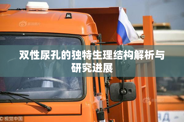 双性尿孔的独特生理结构解析与研究进展