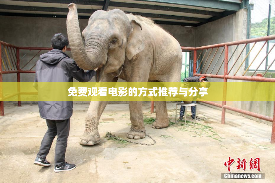 免费观看电影的方式推荐与分享