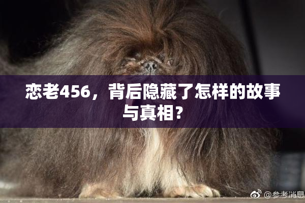 恋老456，背后隐藏了怎样的故事与真相？