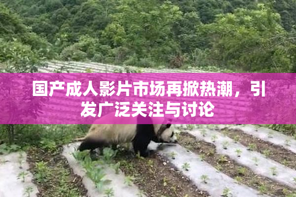 国产成人影片市场再掀热潮，引发广泛关注与讨论