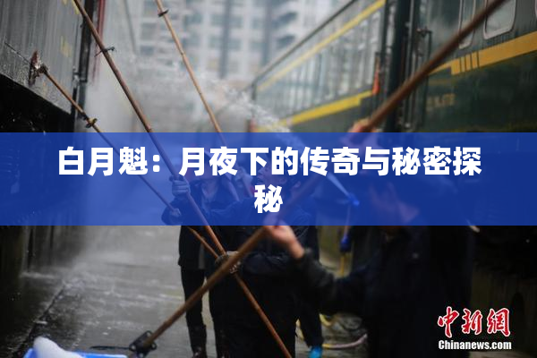 白月魁：月夜下的传奇与秘密探秘