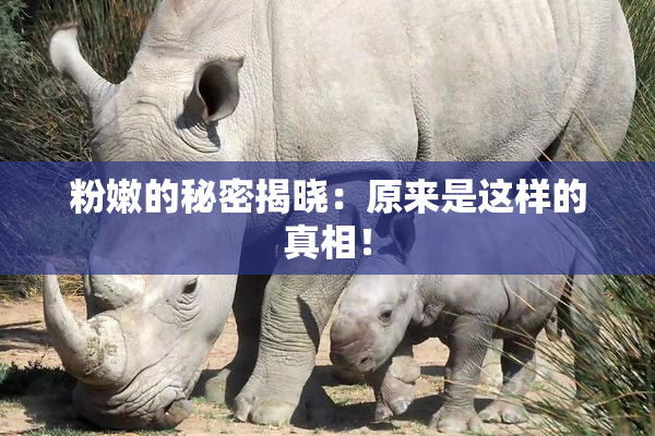 粉嫩的秘密揭晓：原来是这样的真相！