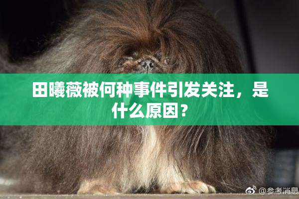 田曦薇被何种事件引发关注，是什么原因？