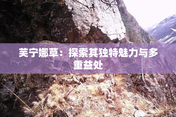 芙宁娜草：探索其独特魅力与多重益处