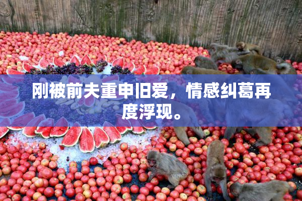 刚被前夫重申旧爱，情感纠葛再度浮现。