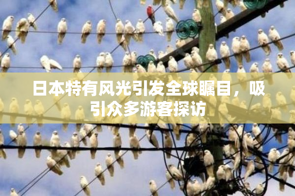 日本特有风光引发全球瞩目，吸引众多游客探访