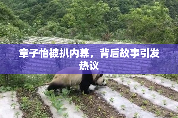 章子怡被扒内幕，背后故事引发热议