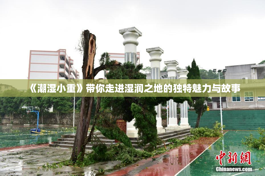 《潮湿小重》带你走进湿润之地的独特魅力与故事