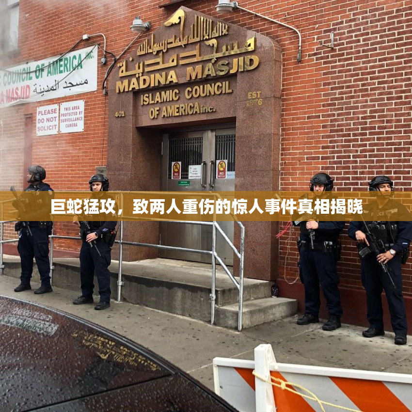 巨蛇猛攻，致两人重伤的惊人事件真相揭晓