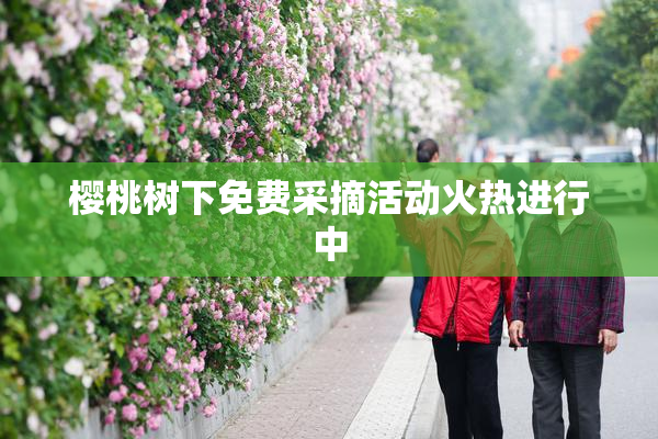 樱桃树下免费采摘活动火热进行中