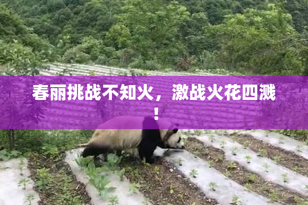 春丽挑战不知火，激战火花四溅！