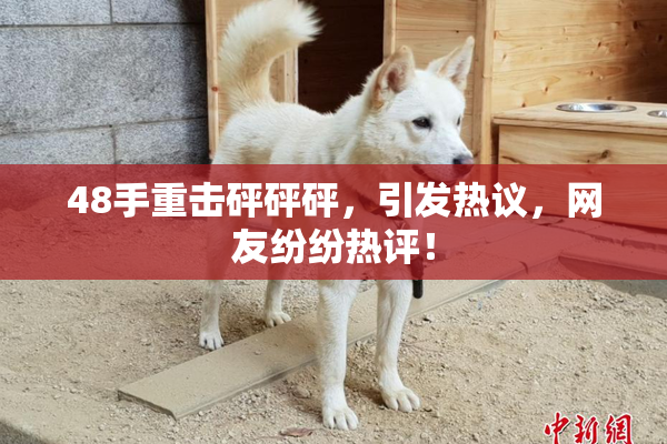 48手重击砰砰砰，引发热议，网友纷纷热评！
