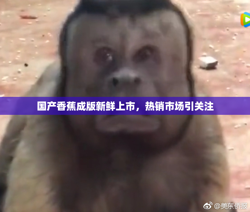 国产香蕉成版新鲜上市，热销市场引关注