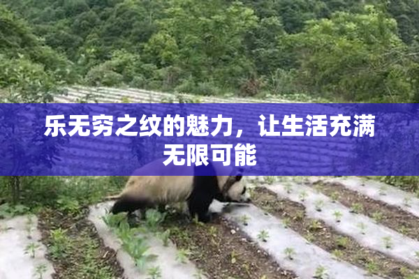 乐无穷之纹的魅力，让生活充满无限可能