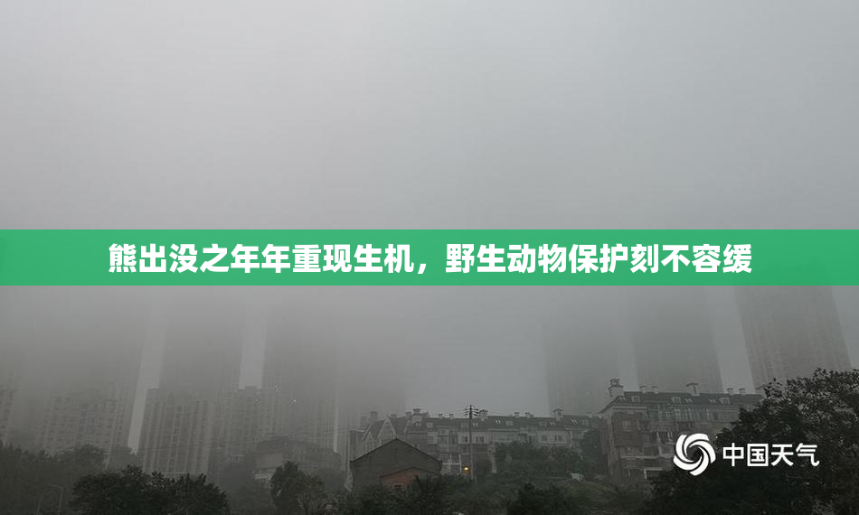 熊出没之年年重现生机，野生动物保护刻不容缓