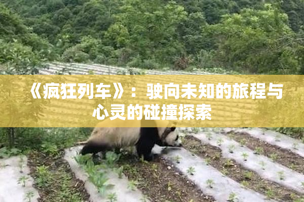 《疯狂列车》：驶向未知的旅程与心灵的碰撞探索