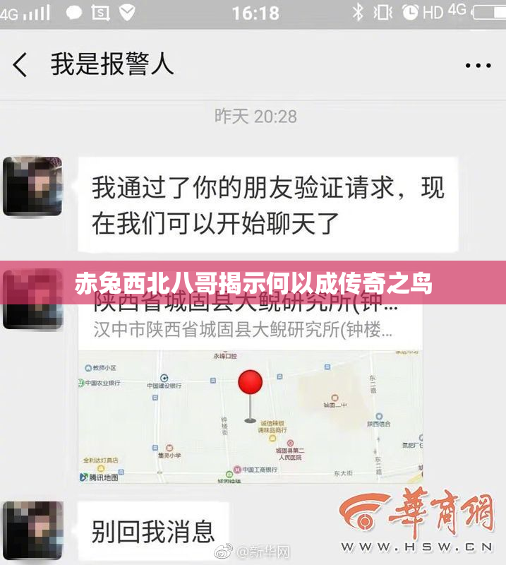 赤兔西北八哥揭示何以成传奇之鸟