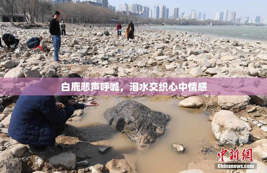 白鹿悲声呼喊，泪水交织心中情感
