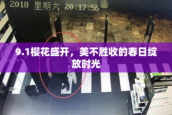 9.1樱花盛开，美不胜收的春日绽放时光