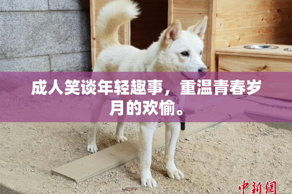 成人笑谈年轻趣事，重温青春岁月的欢愉。