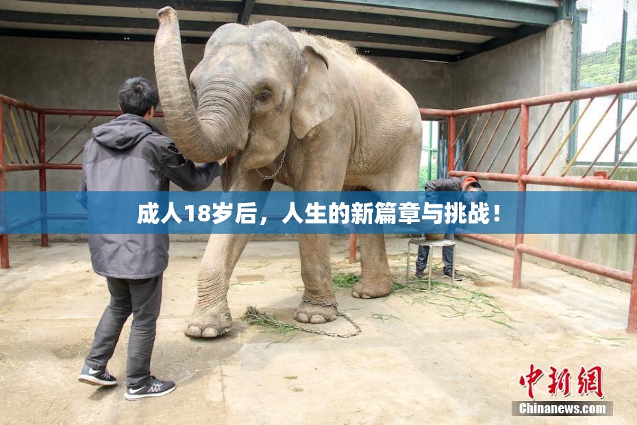 成人18岁后，人生的新篇章与挑战！