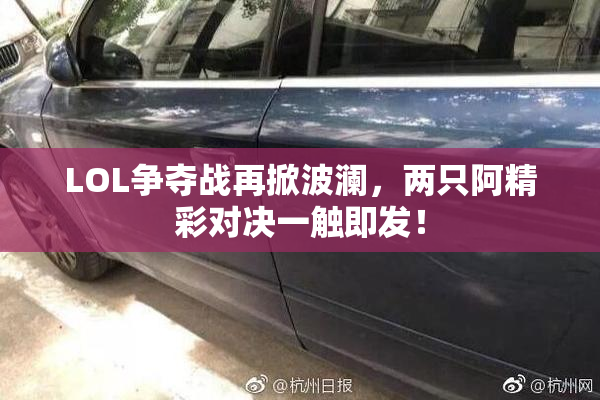 LOL争夺战再掀波澜，两只阿精彩对决一触即发！