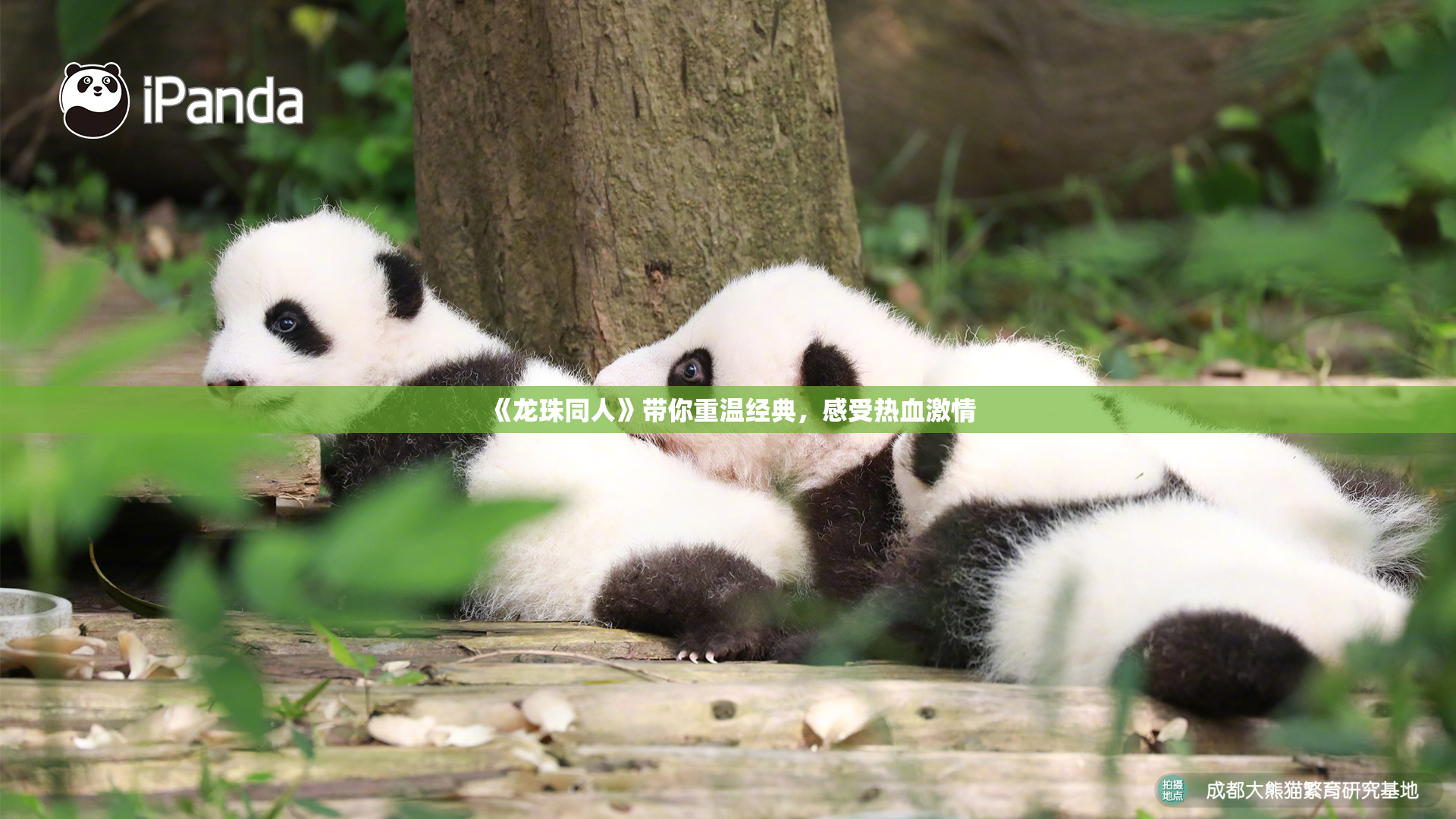 《龙珠同人》带你重温经典，感受热血激情