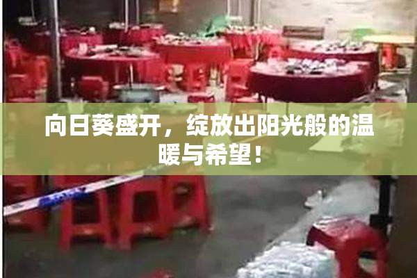 向日葵盛开，绽放出阳光般的温暖与希望！